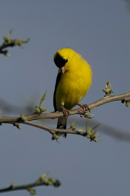 American Goldfinch - LAURA FRAZIER