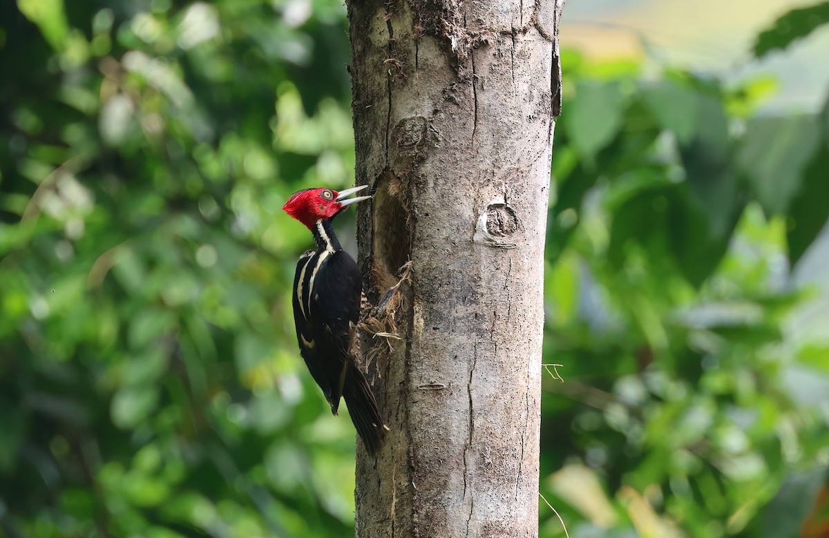 Pale-billed Woodpecker - ML618022093