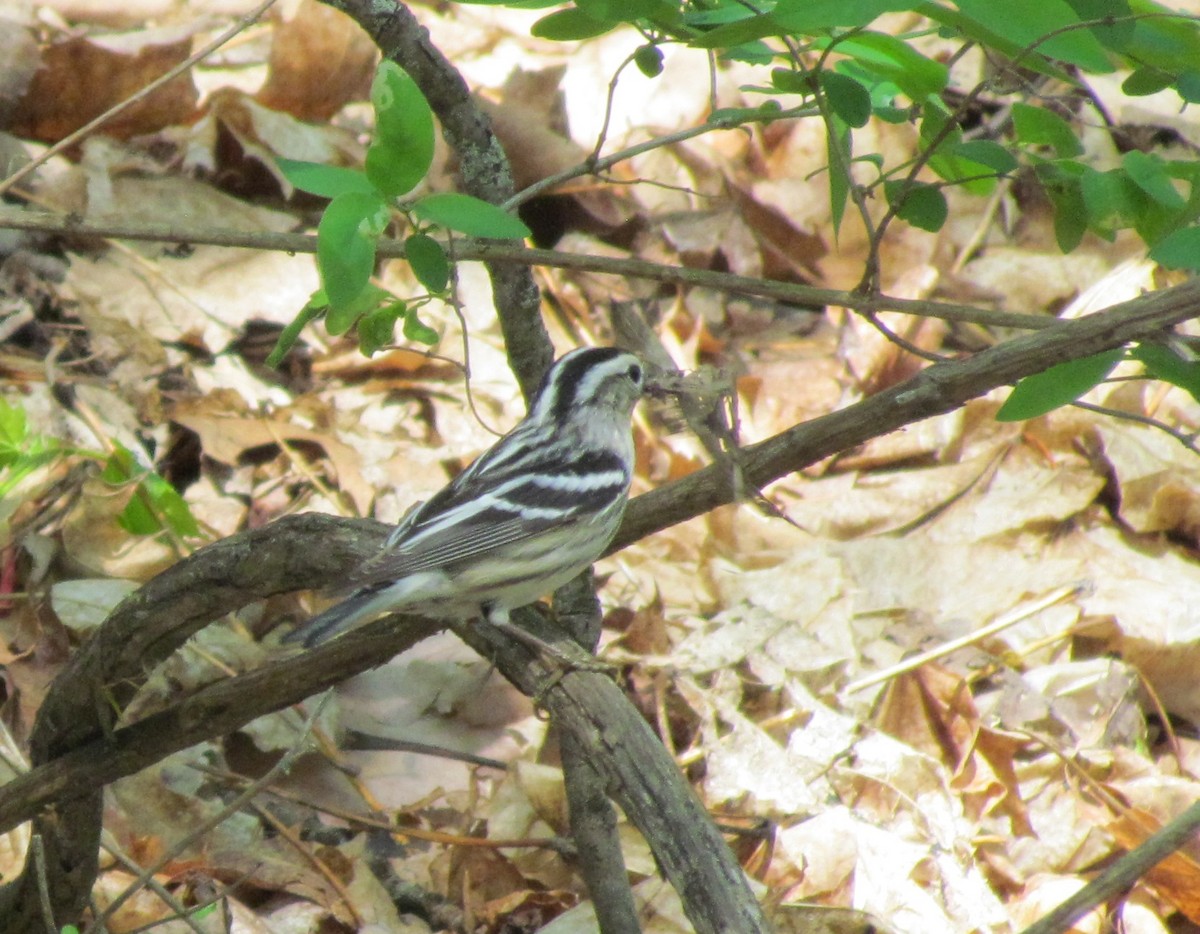 Black-and-white Warbler - ML61802211