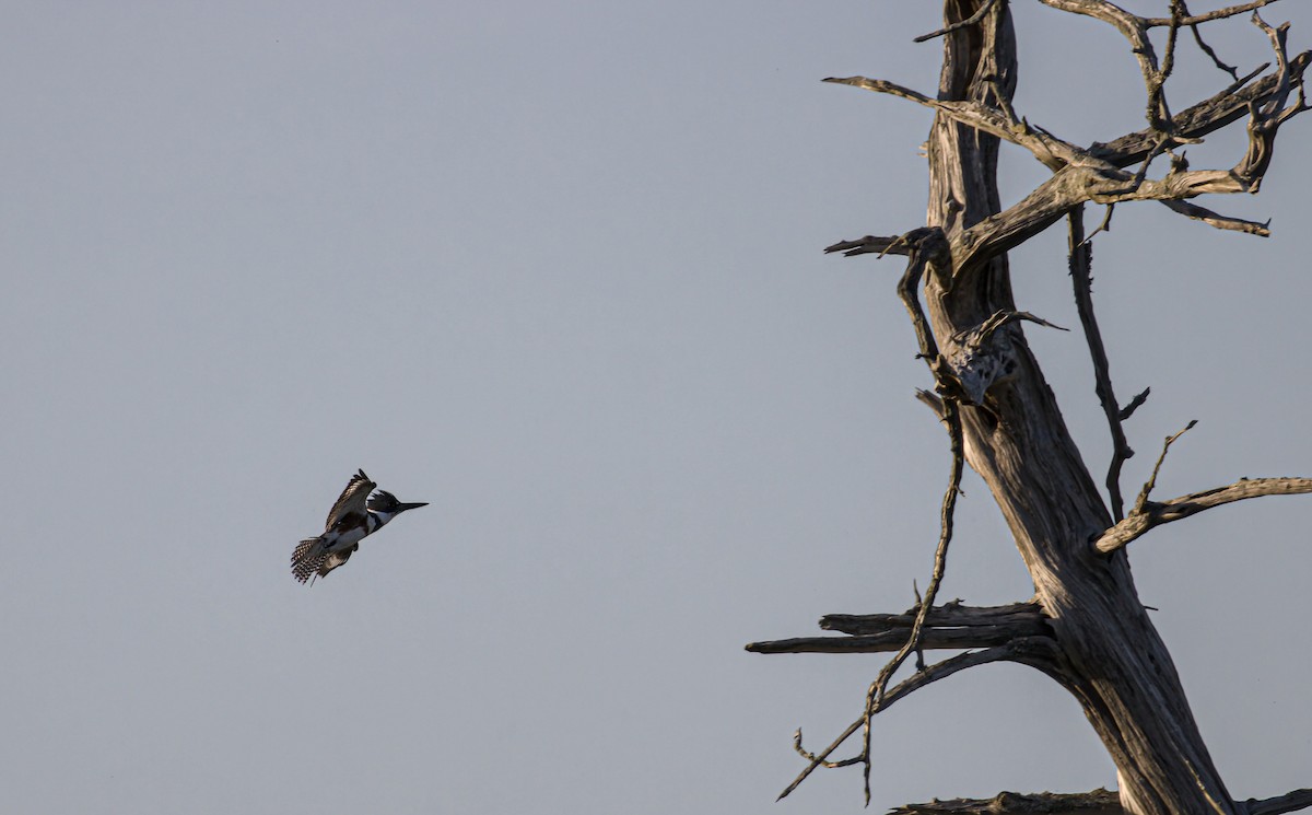 Belted Kingfisher - ML618022119