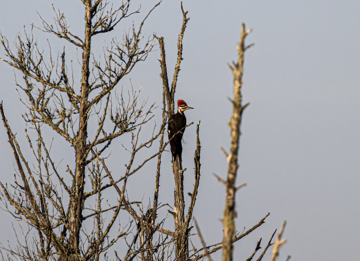 Pileated Woodpecker - ML618022121
