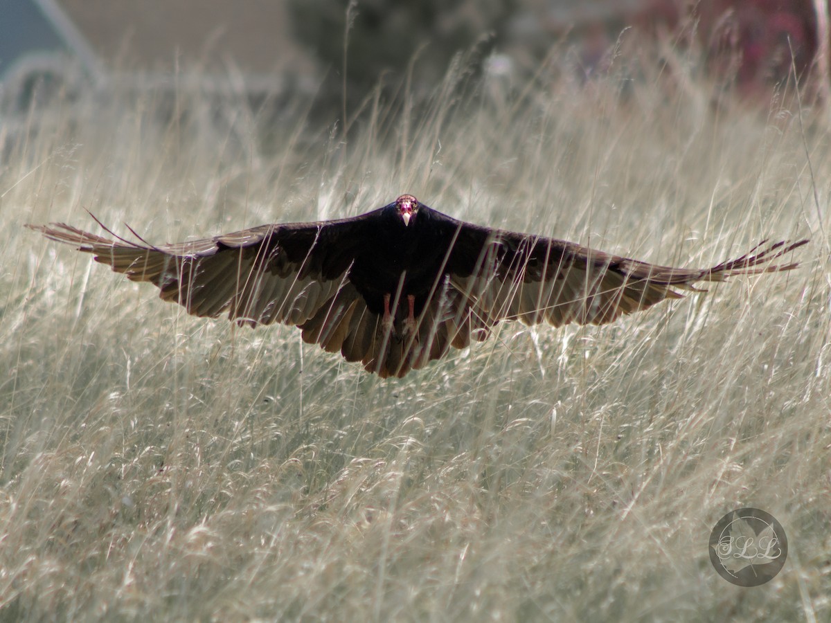 Turkey Vulture - ML618022124