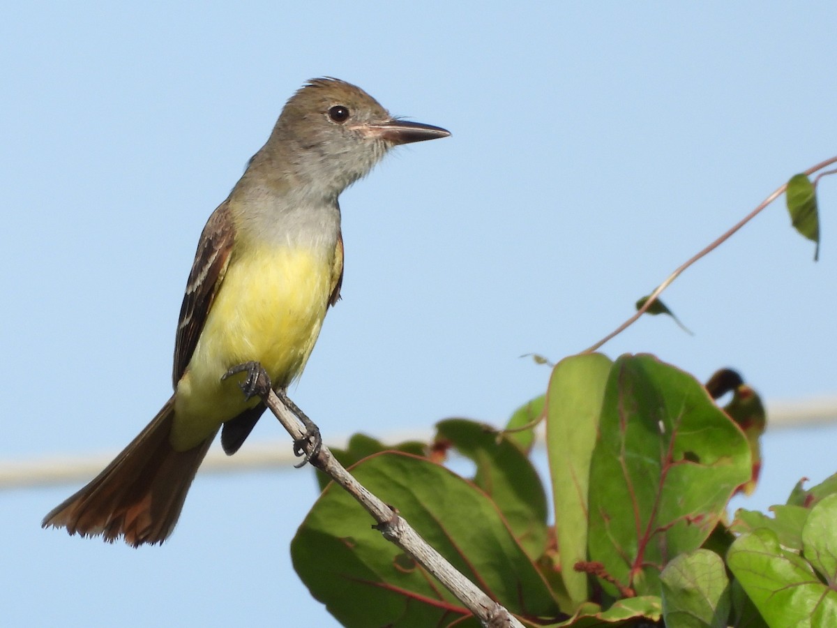 Great Crested Flycatcher - ML618022128