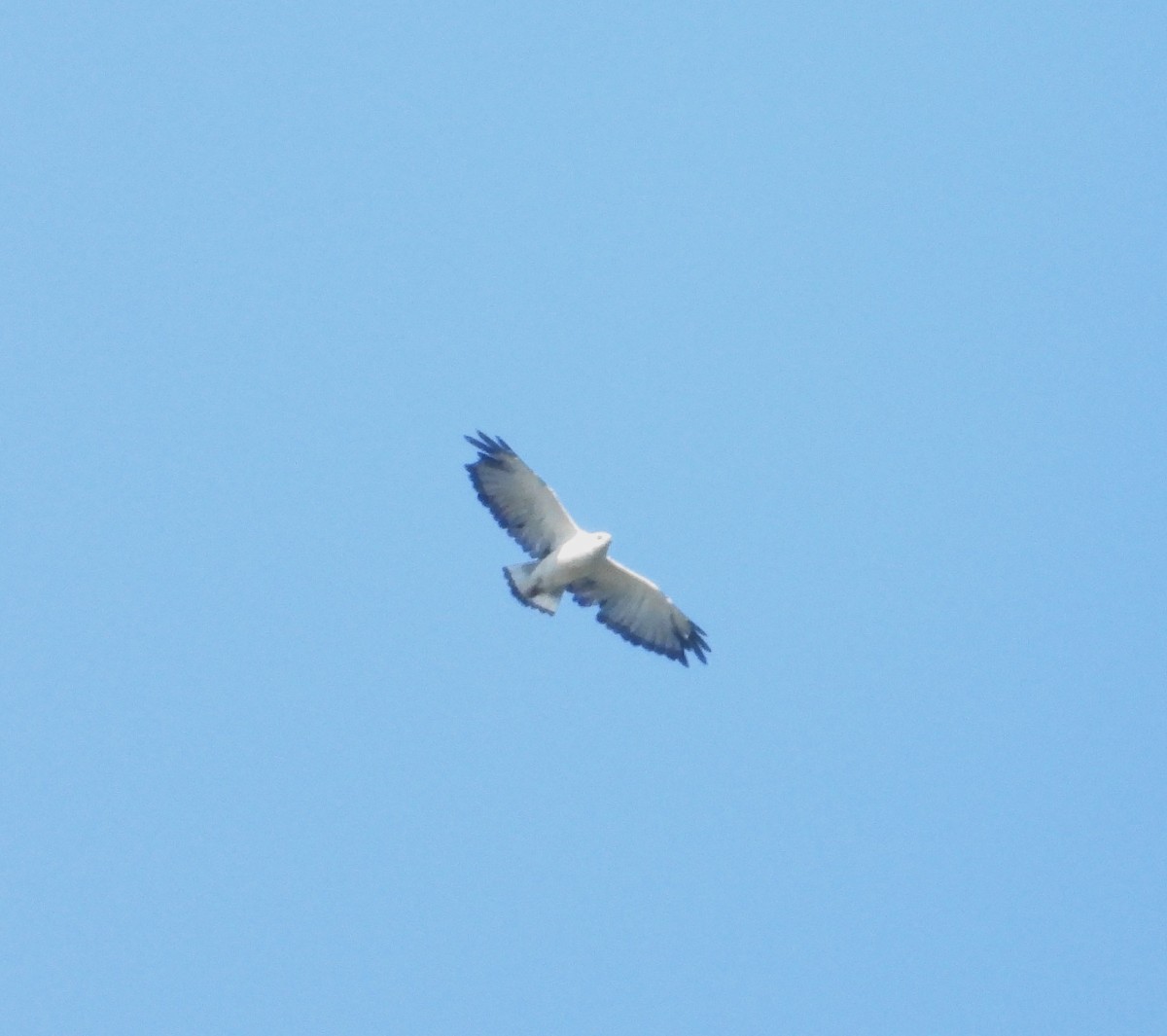 White-necked Hawk - ML618022133