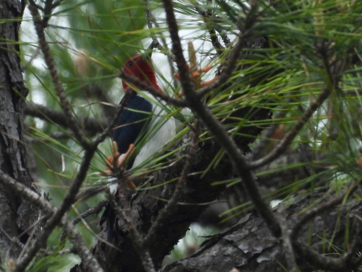 Red-headed Woodpecker - Mary Russ