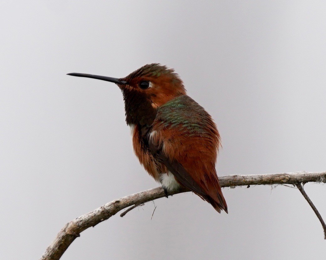 Allen's Hummingbird - ML618022174