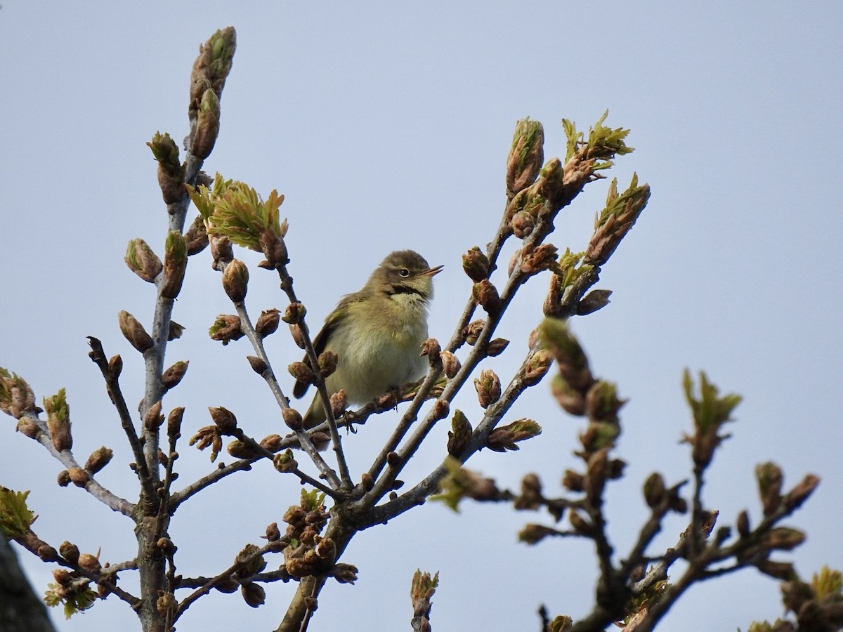 Common Chiffchaff (Common) - Stephen Bailey