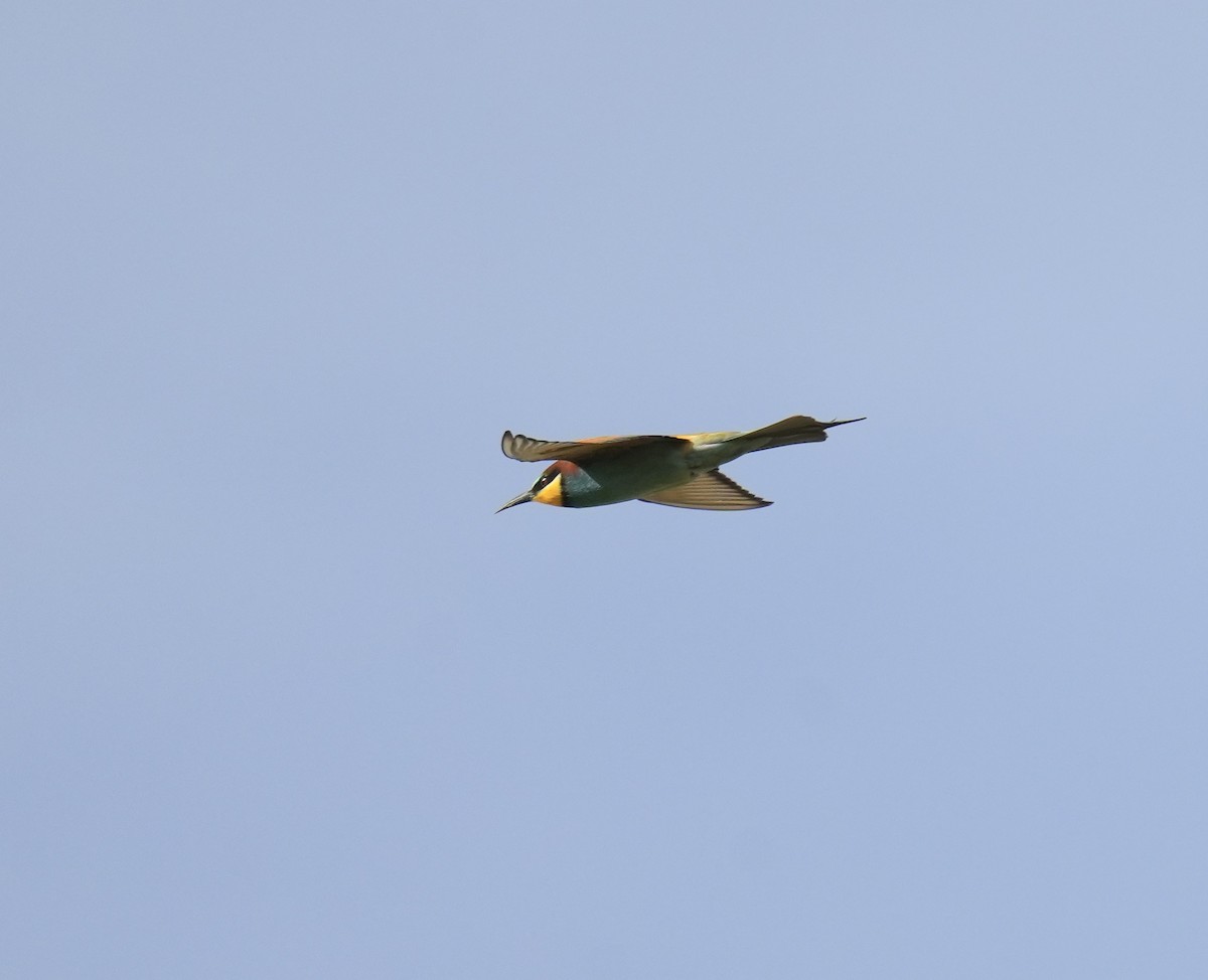European Bee-eater - Phyllis Weintraub