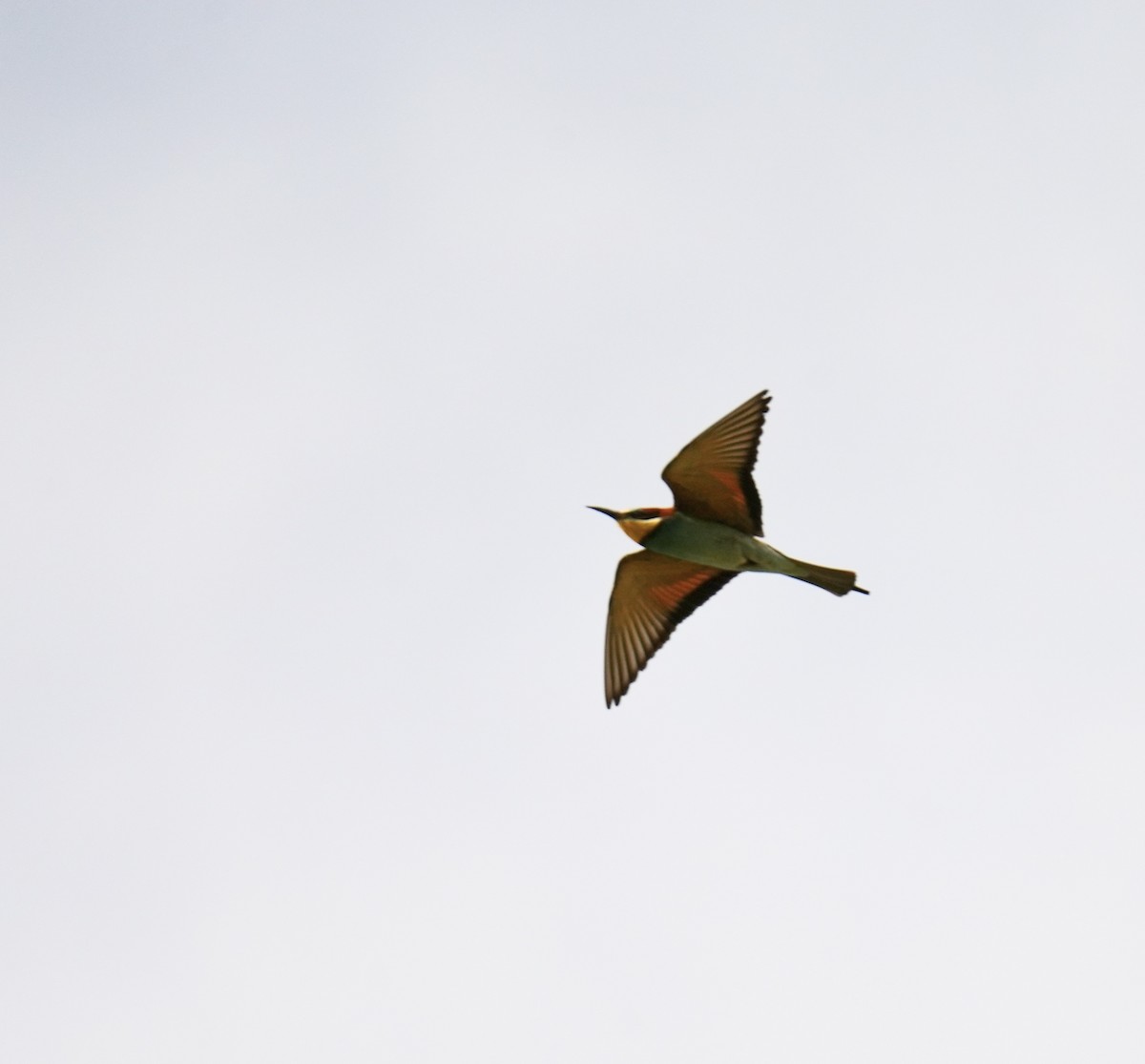 European Bee-eater - ML618022232