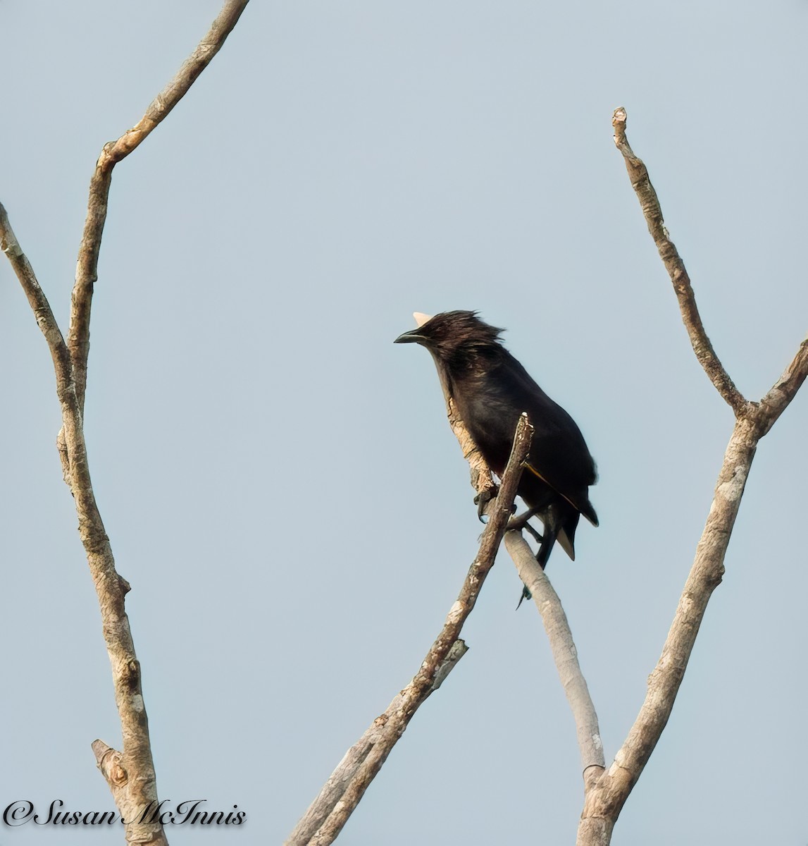 Brown-winged Starling - ML618022246