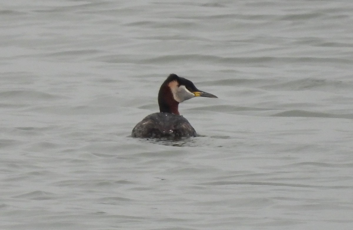 Red-necked Grebe - ML618022278