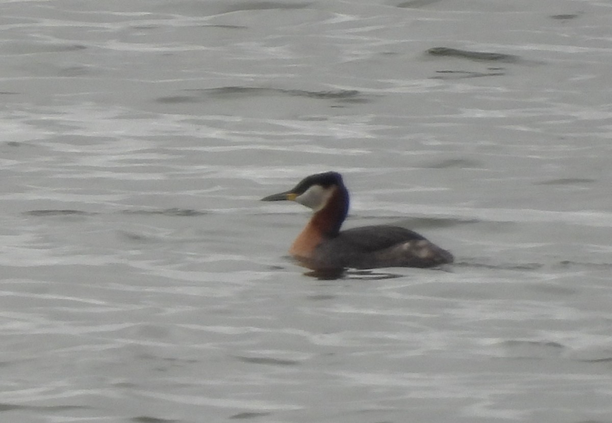 Red-necked Grebe - ML618022279