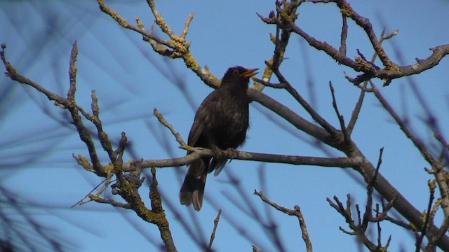 Eurasian Blackbird - ML618022282