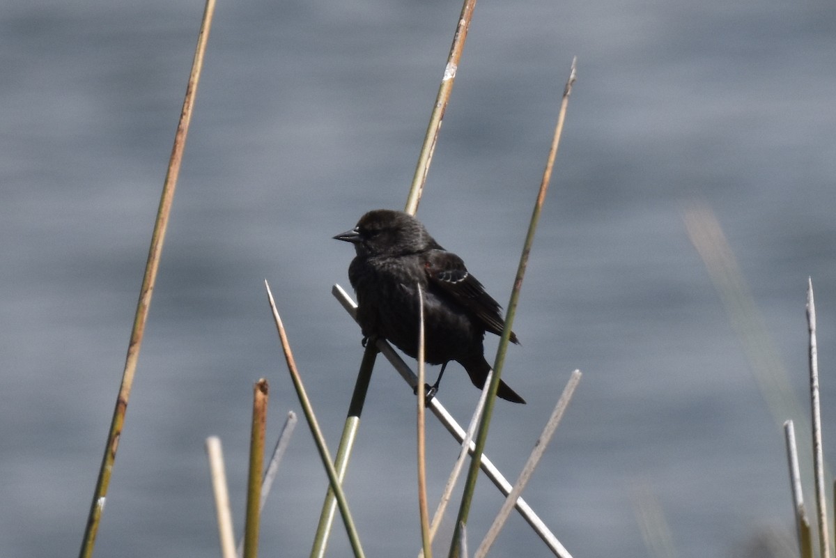 Tricolored Blackbird - Naresh Satyan