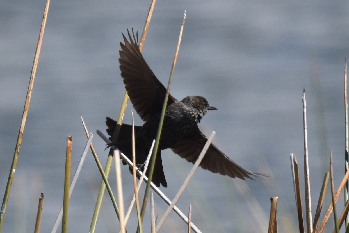 Tricolored Blackbird - Naresh Satyan