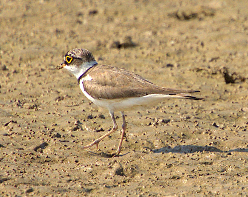 Little Ringed Plover - Ayaan S