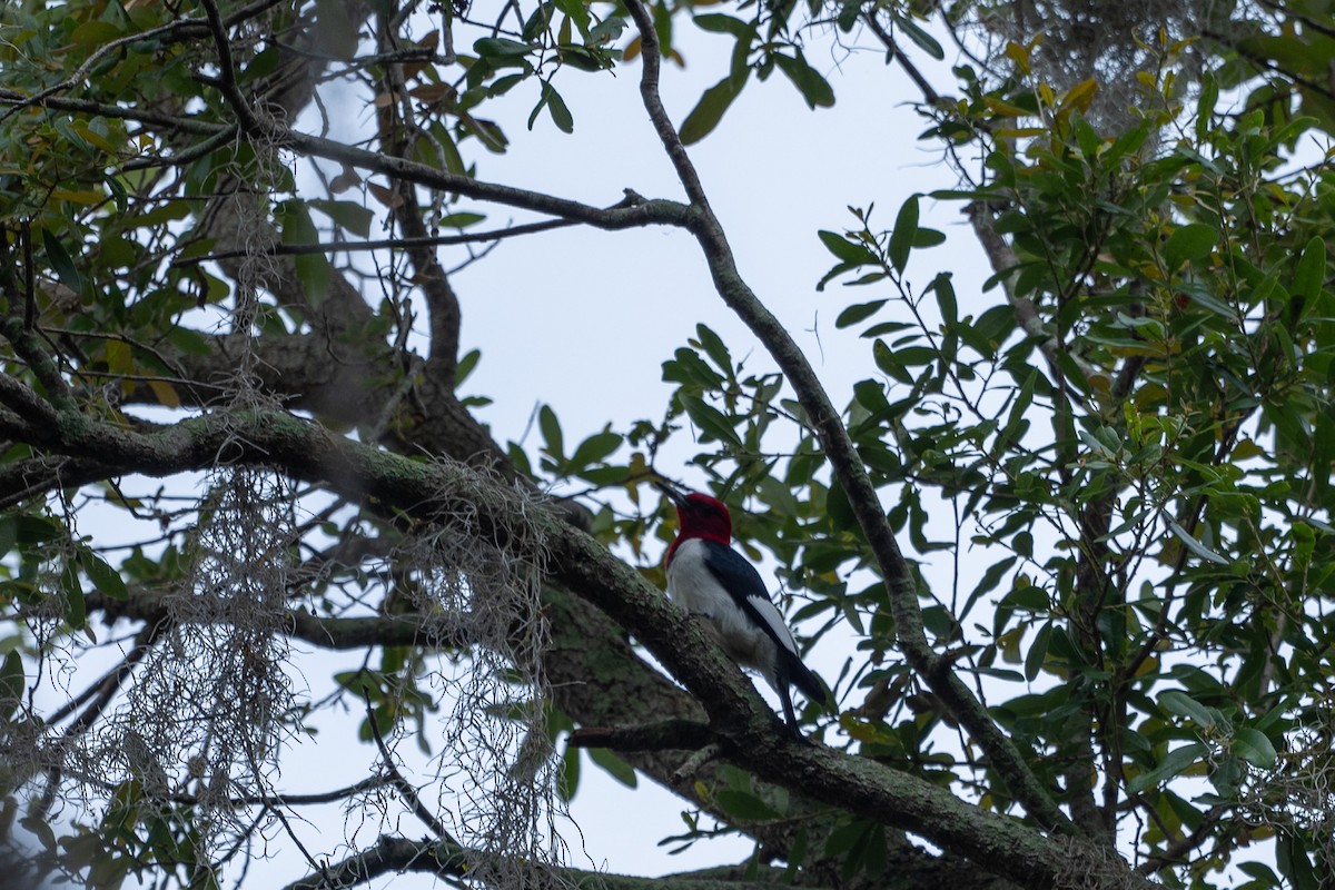 Red-headed Woodpecker - ML618022349