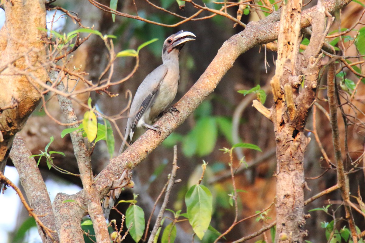 Indian Gray Hornbill - Anshuman Sarkar