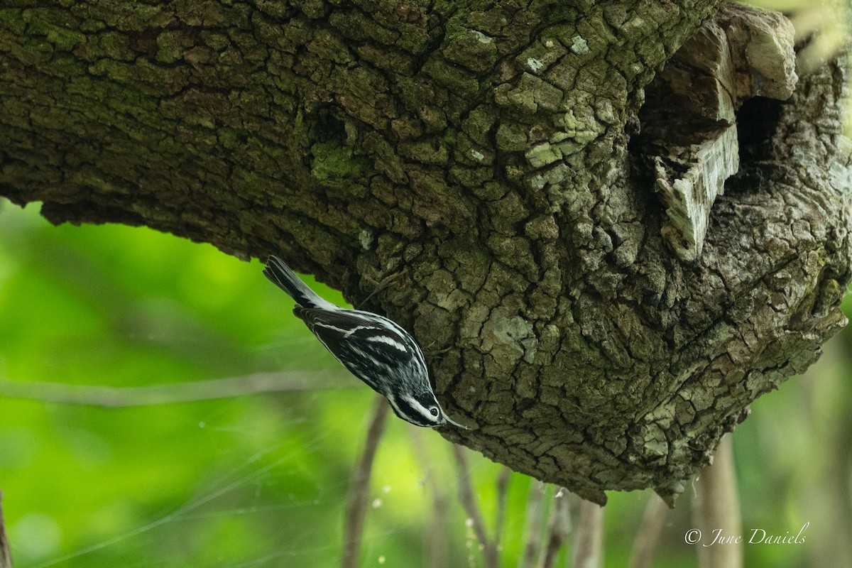 Black-and-white Warbler - ML618022369