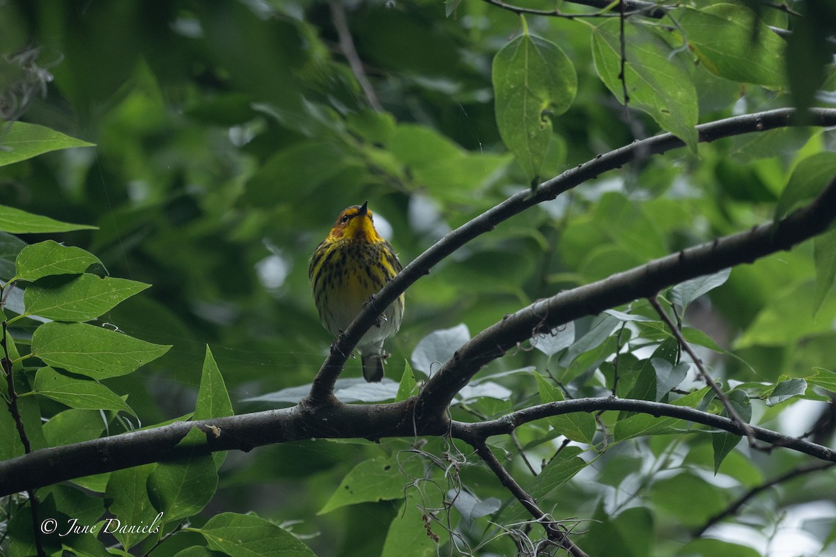 Cape May Warbler - ML618022381
