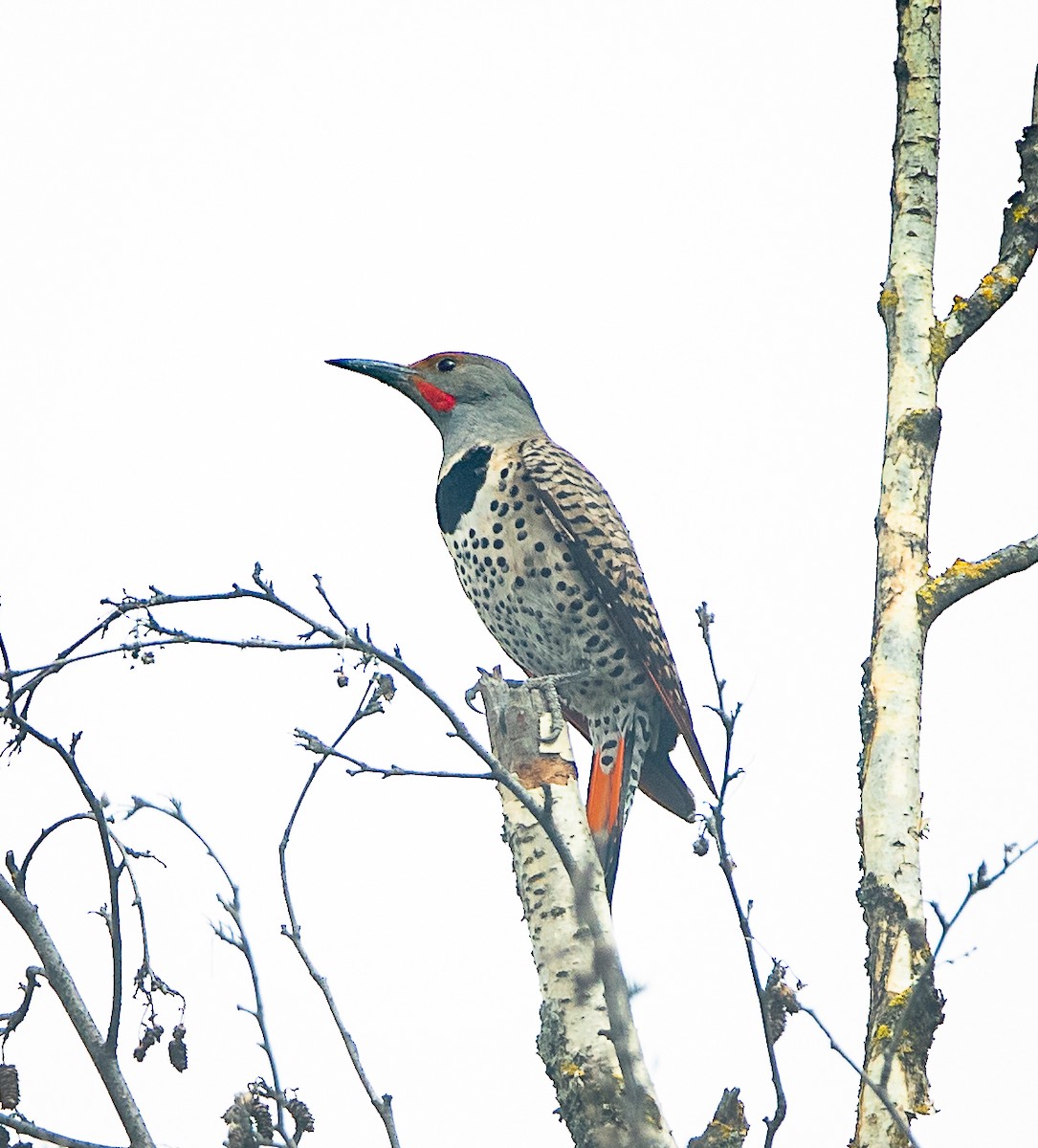 Northern Flicker (Red-shafted) - bj worth