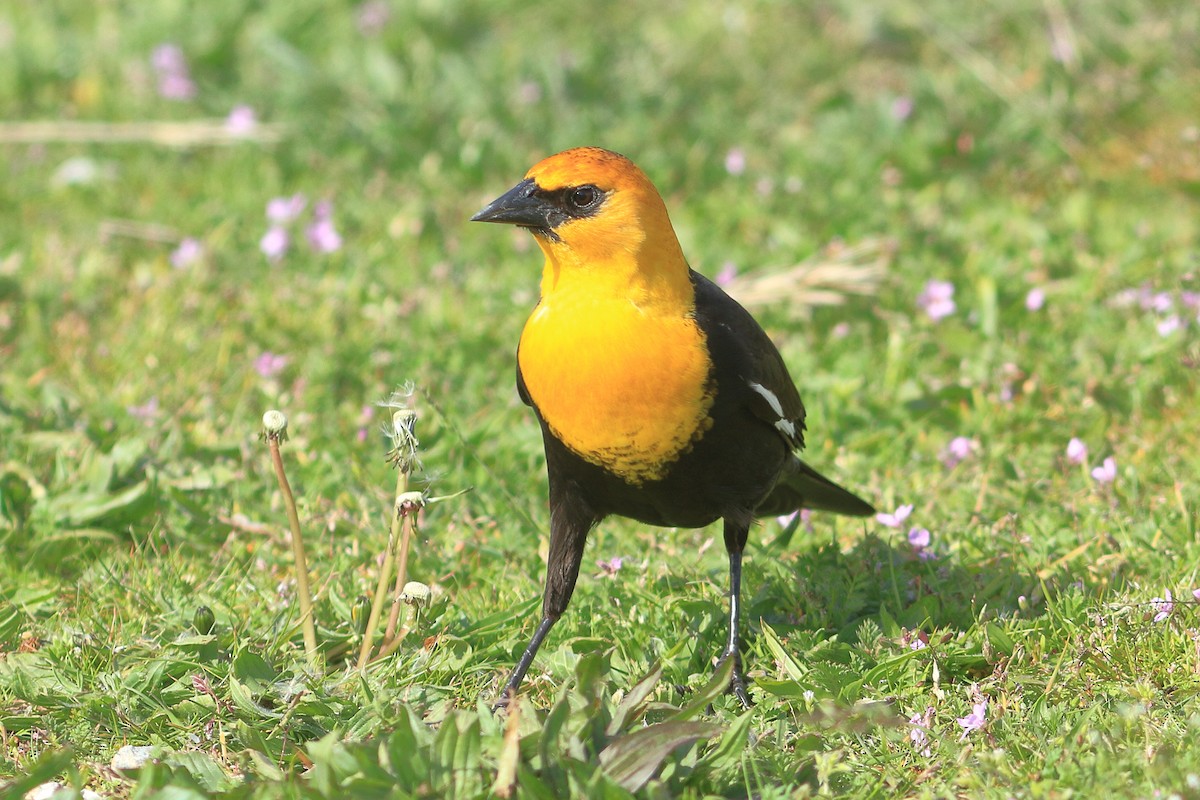 Yellow-headed Blackbird - James McKenzie