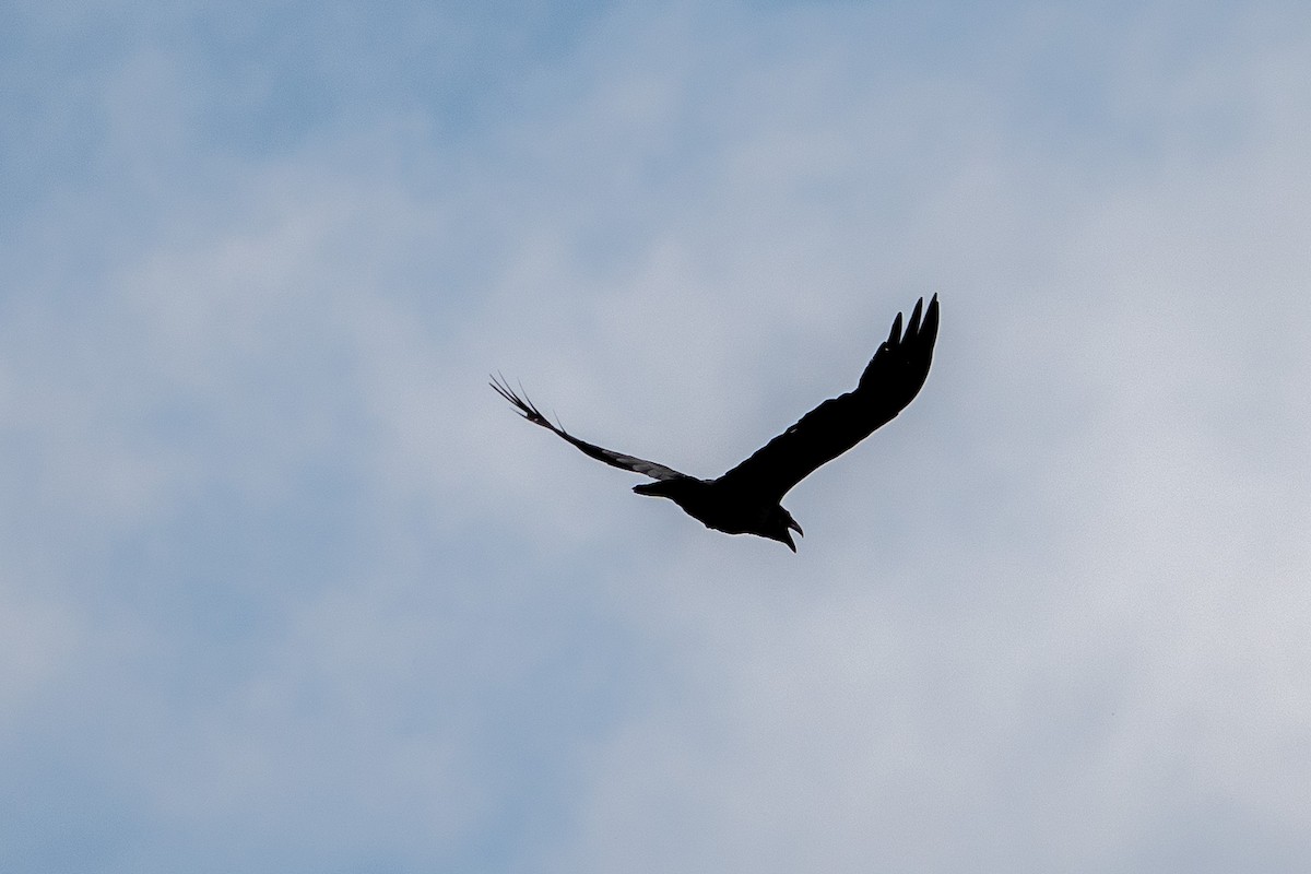 Common Raven - Matt Jorgensen