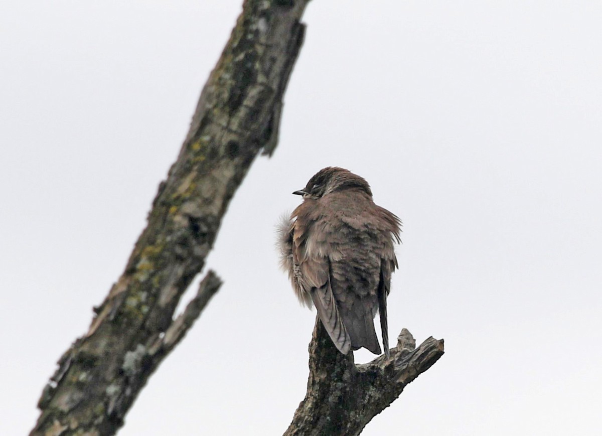 Northern Rough-winged Swallow - Elizabeth Brensinger