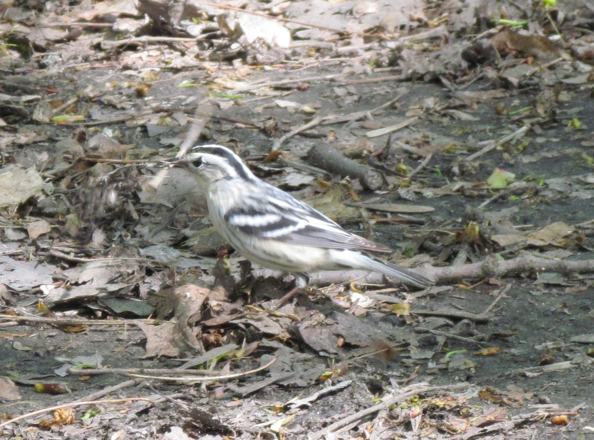 Black-and-white Warbler - ML61802241