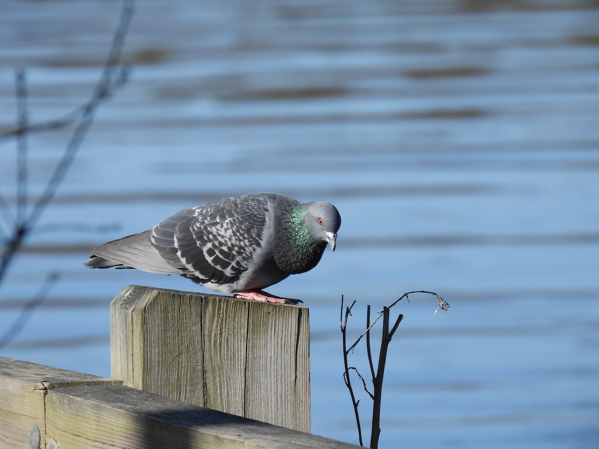 Rock Pigeon (Feral Pigeon) - ML618022432