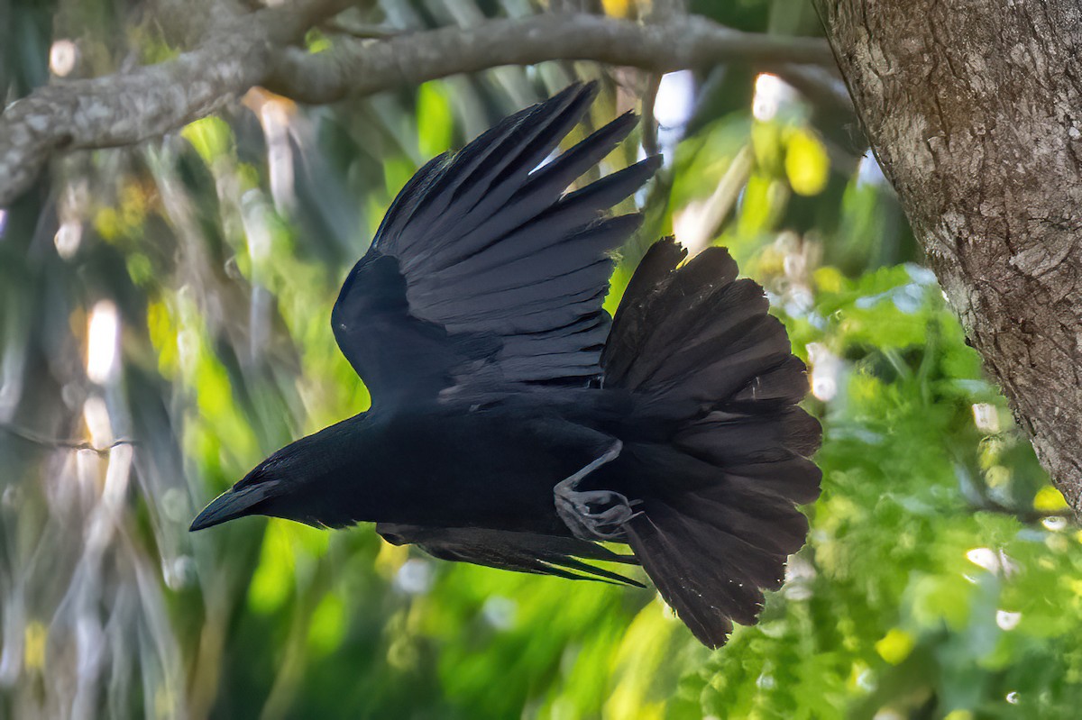 Cuban Palm-Crow - ML618022433