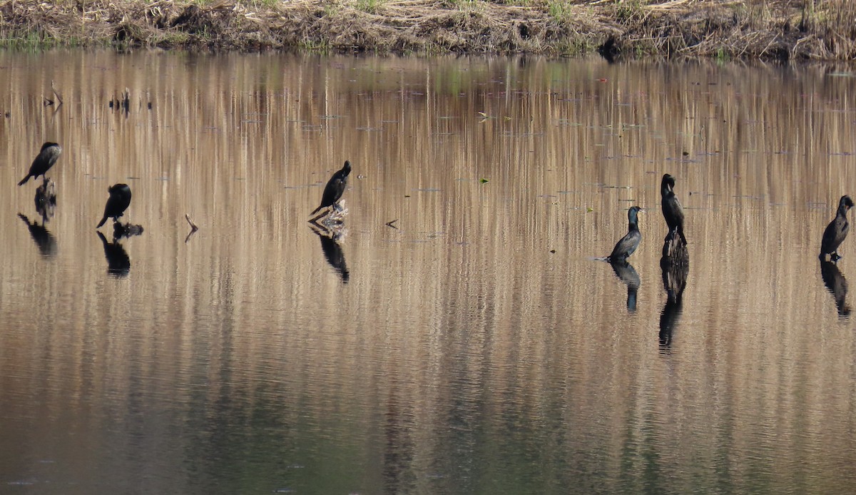 Double-crested Cormorant - Richard Spedding