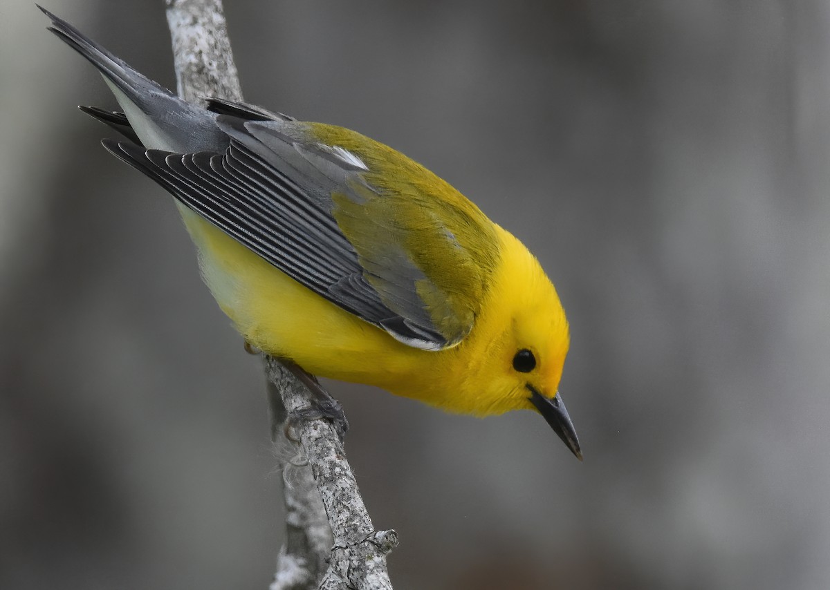 Prothonotary Warbler - ML618022457