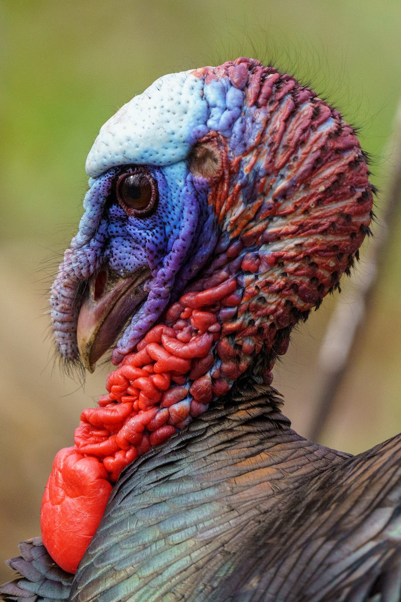 Wild Turkey - Steve Kembel