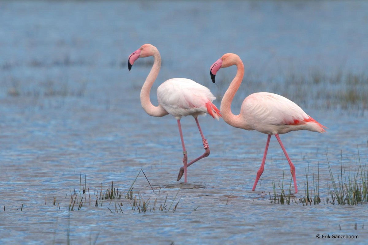 Greater Flamingo - ML618022467