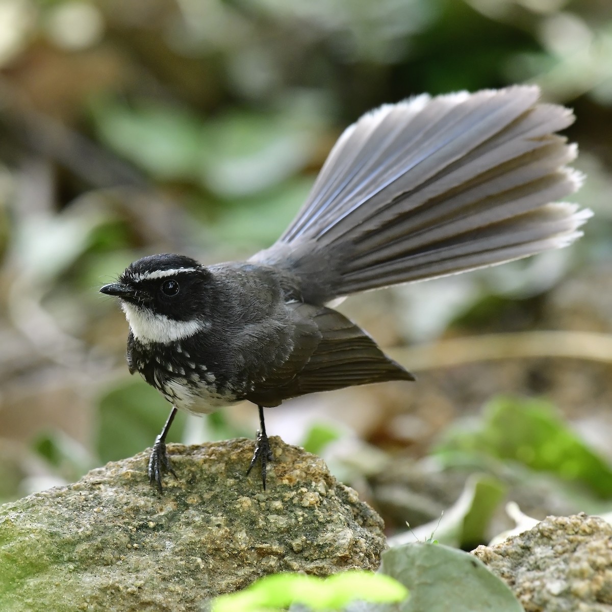 Spot-breasted Fantail - ML618022468
