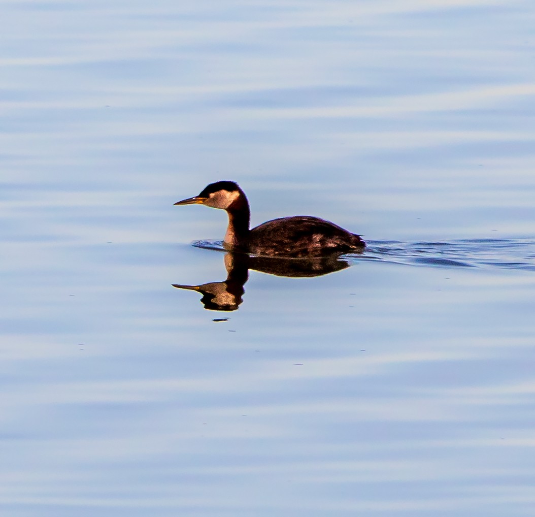 Red-necked Grebe - ML618022496