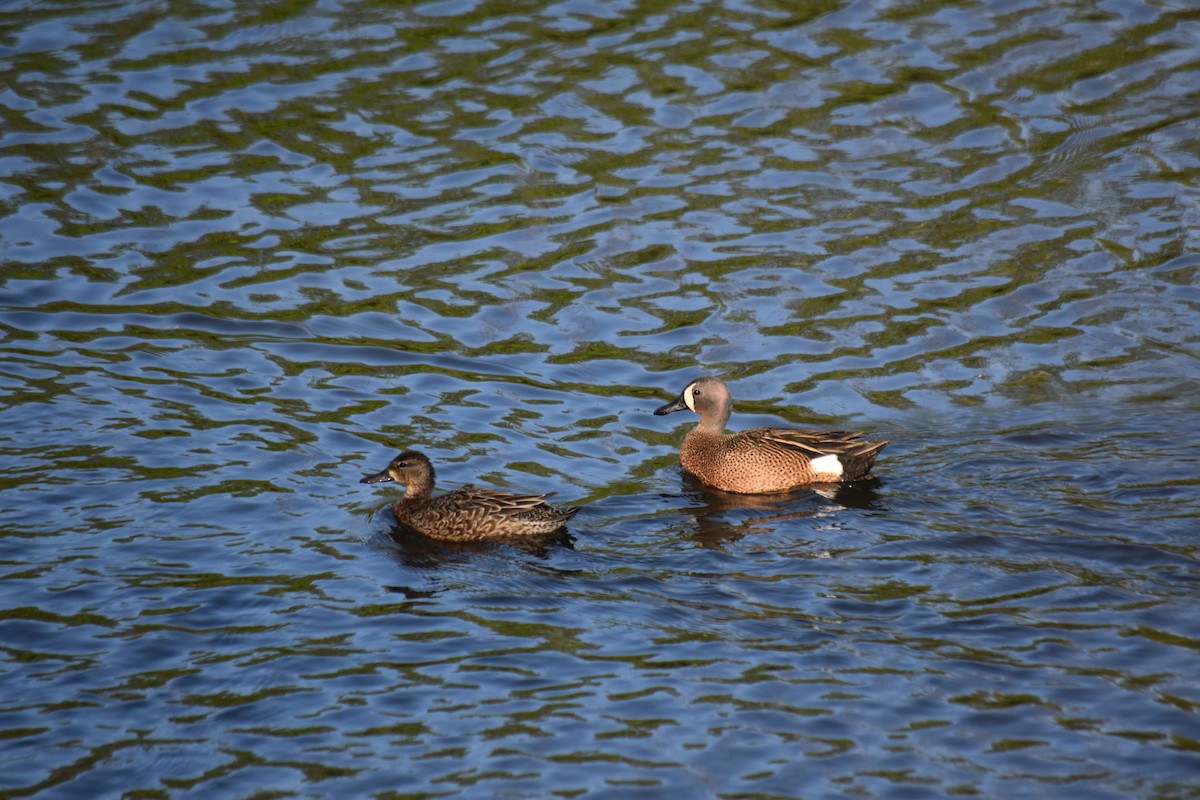 Blue-winged Teal - ML618022536