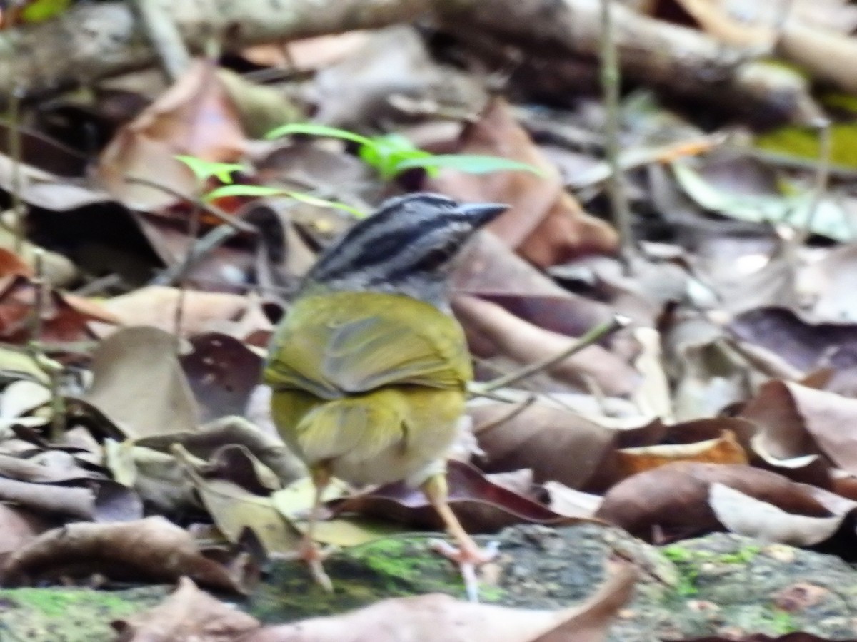 Green-backed Sparrow - ML618022540