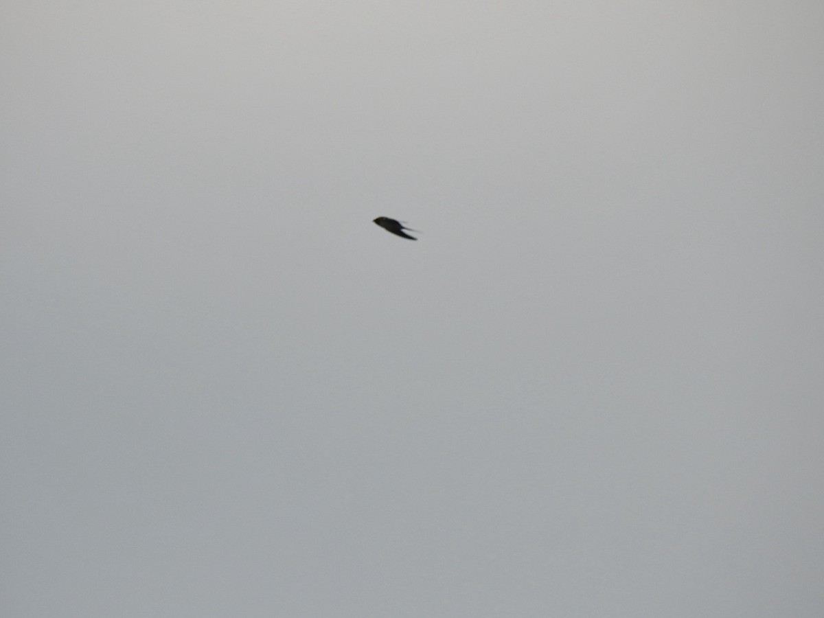 Barn Swallow (White-bellied) - ML618022548