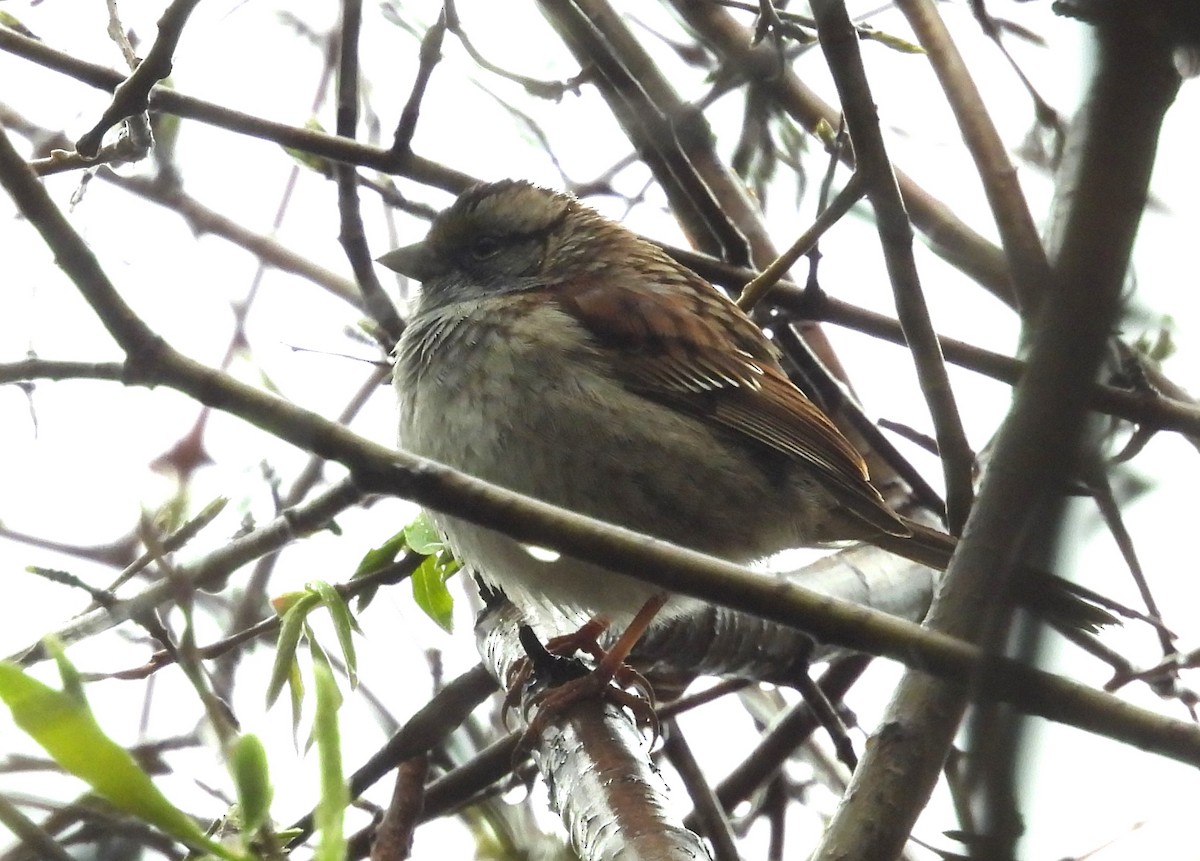White-throated Sparrow - Joanne Muis Redwood