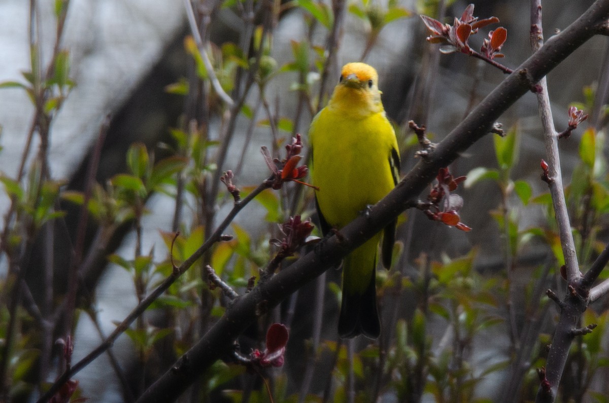 Western Tanager - ML618022568