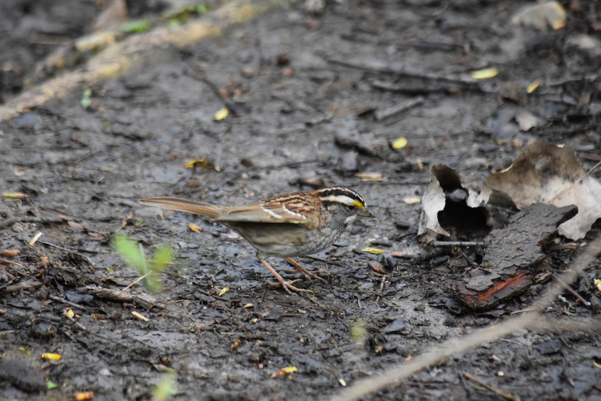 White-throated Sparrow - John Bates