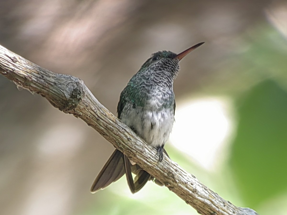 Mangrove Hummingbird - ML618022572