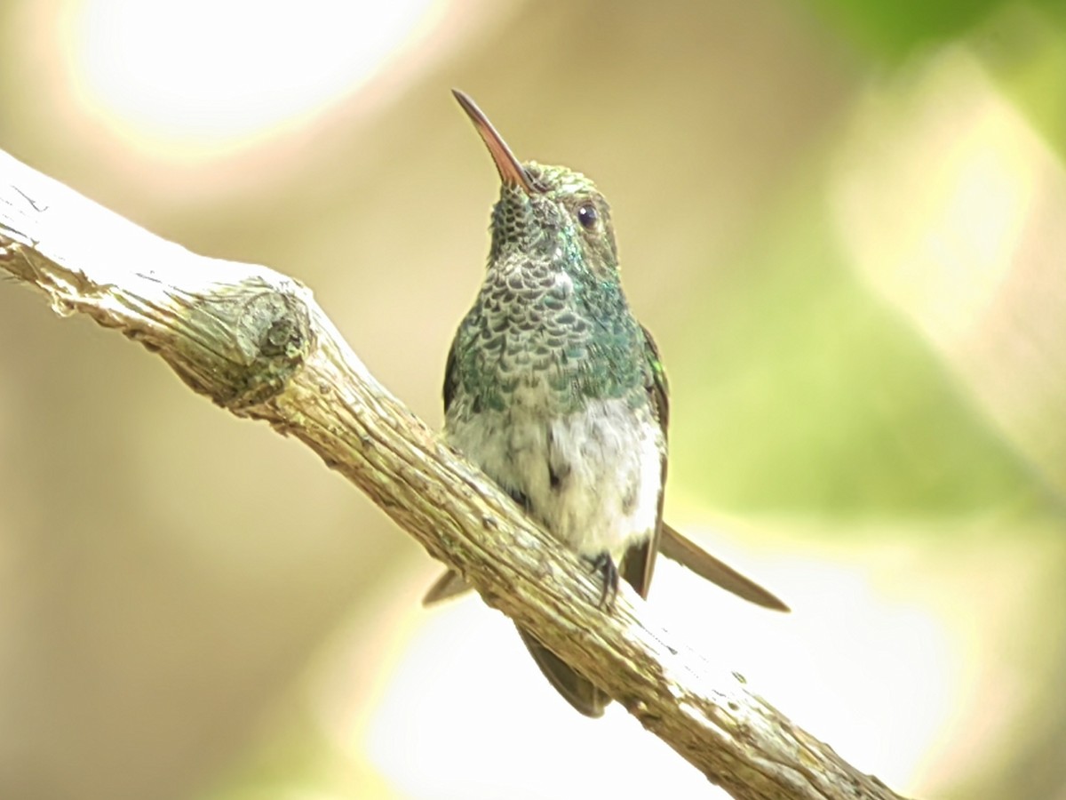 Mangrove Hummingbird - ML618022574