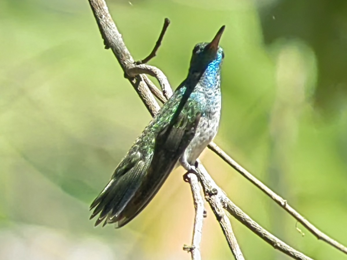 kolibřík mangrovový - ML618022576