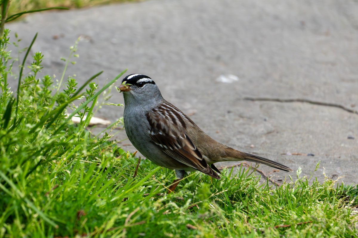 White-crowned Sparrow - Jenn S 🦉