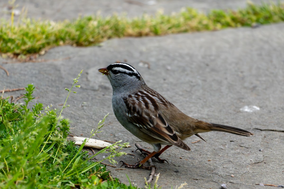White-crowned Sparrow - ML618022579