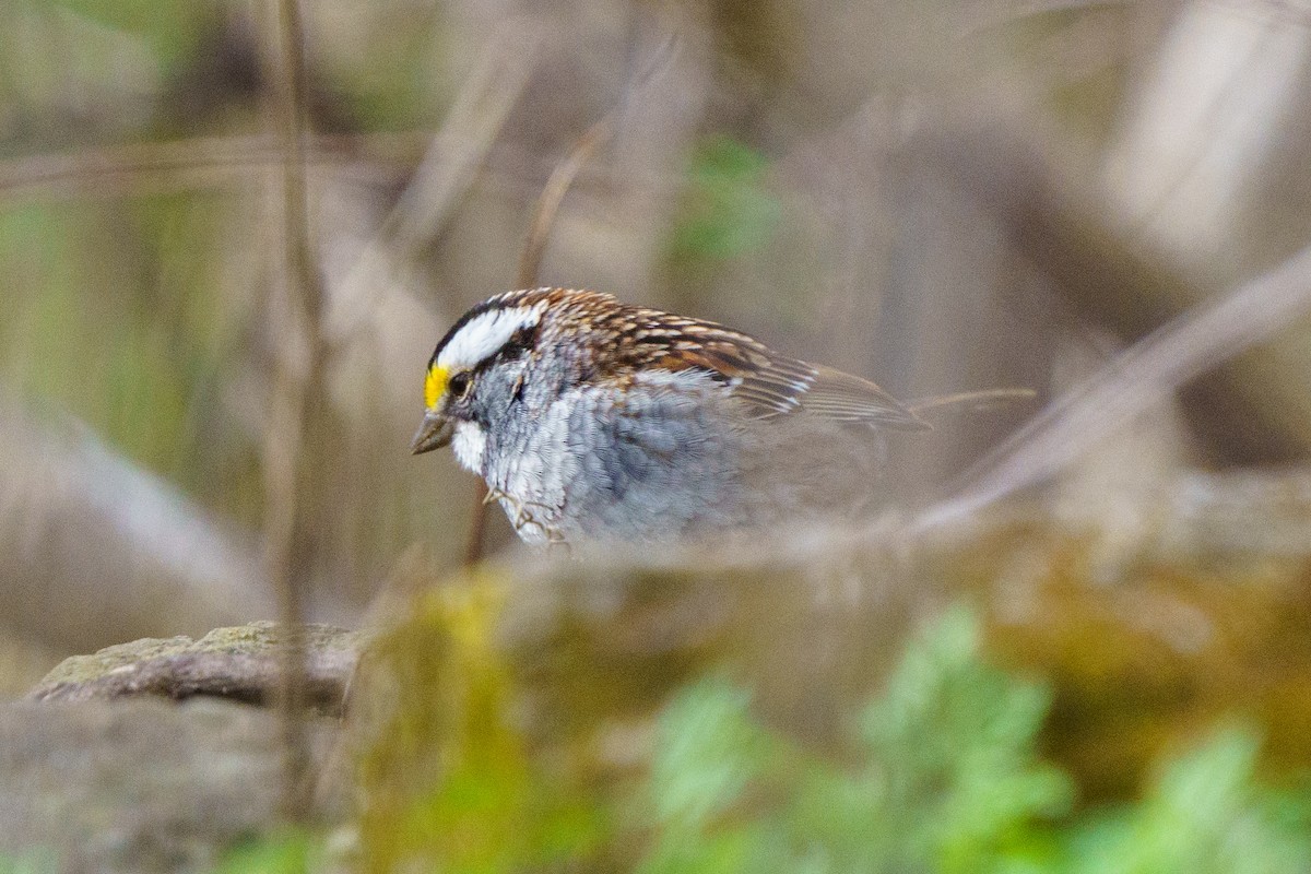 White-throated Sparrow - ML618022580