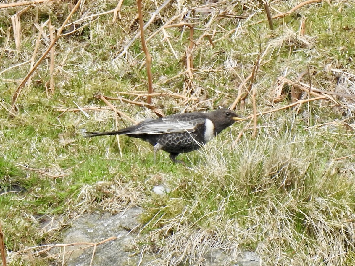 Ring Ouzel (Northern) - ML618022591